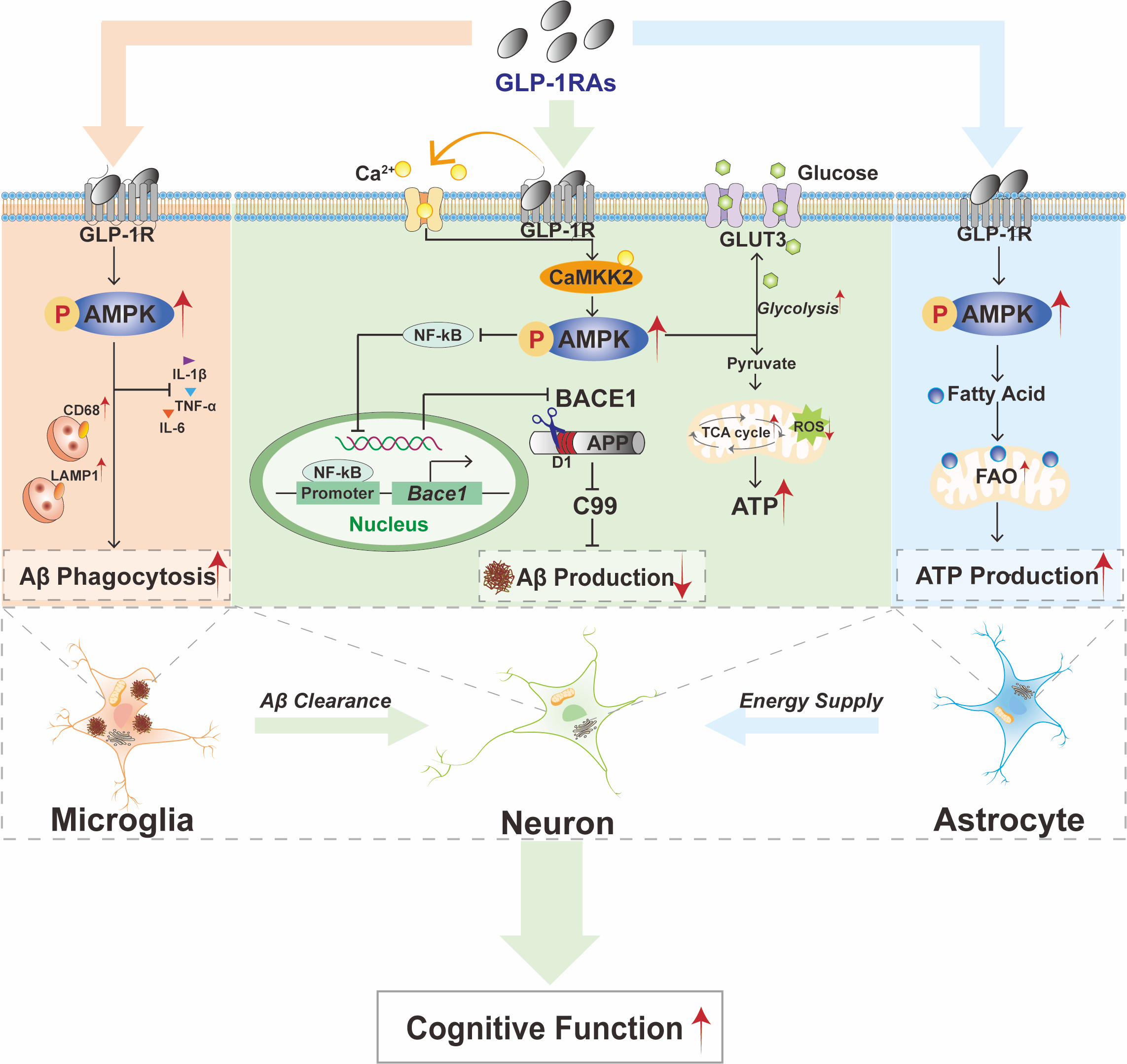 The butyrate-GLP-1 connection: unlocking satiety, energy and ...